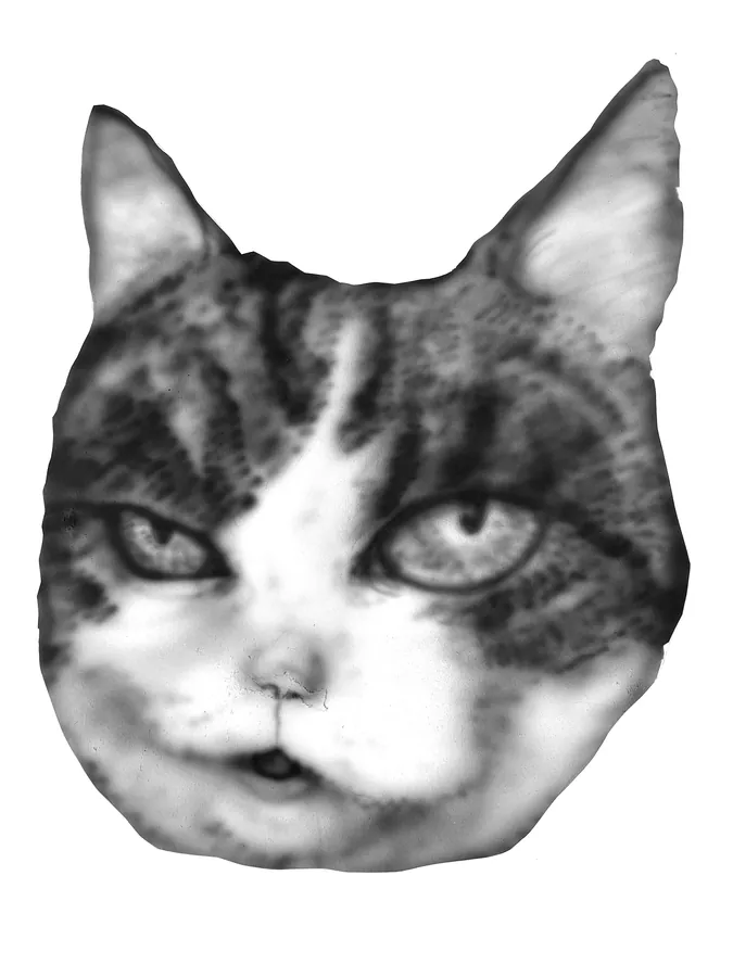 Cat 2