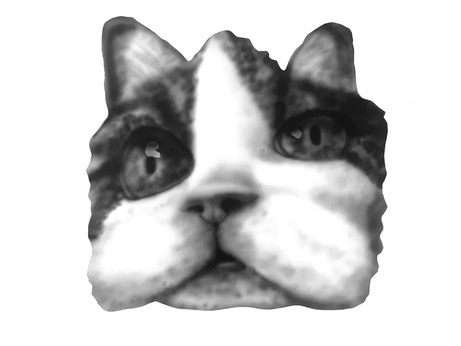 Cat 5
