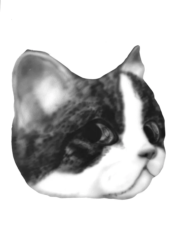 Cat 6
