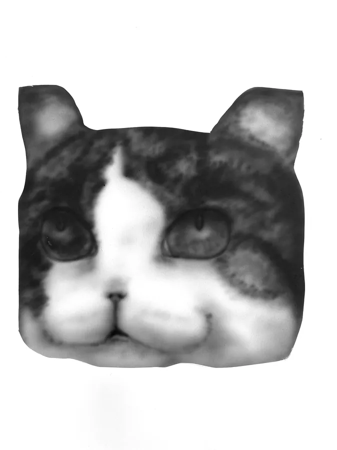 Cat 7