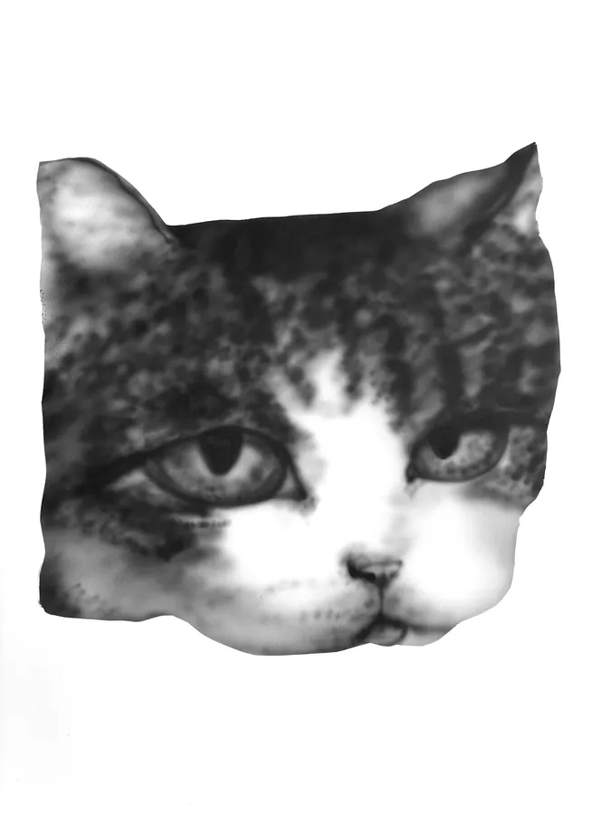 Cat 9